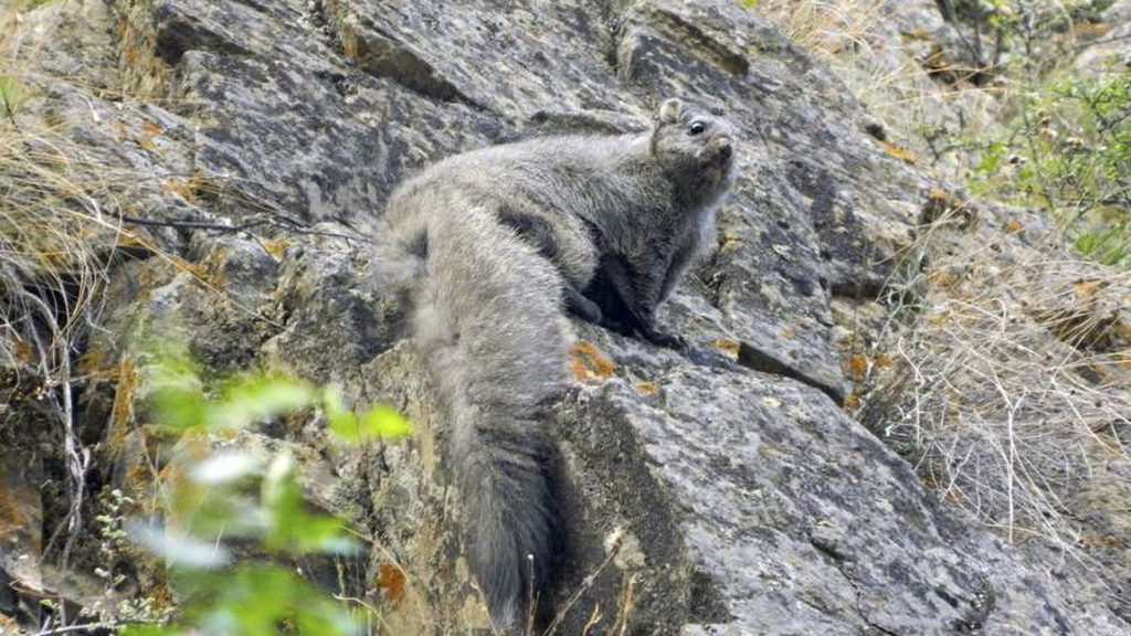 Two New Species Of Woolly Flying Squirrels Discovered In The Himalayas