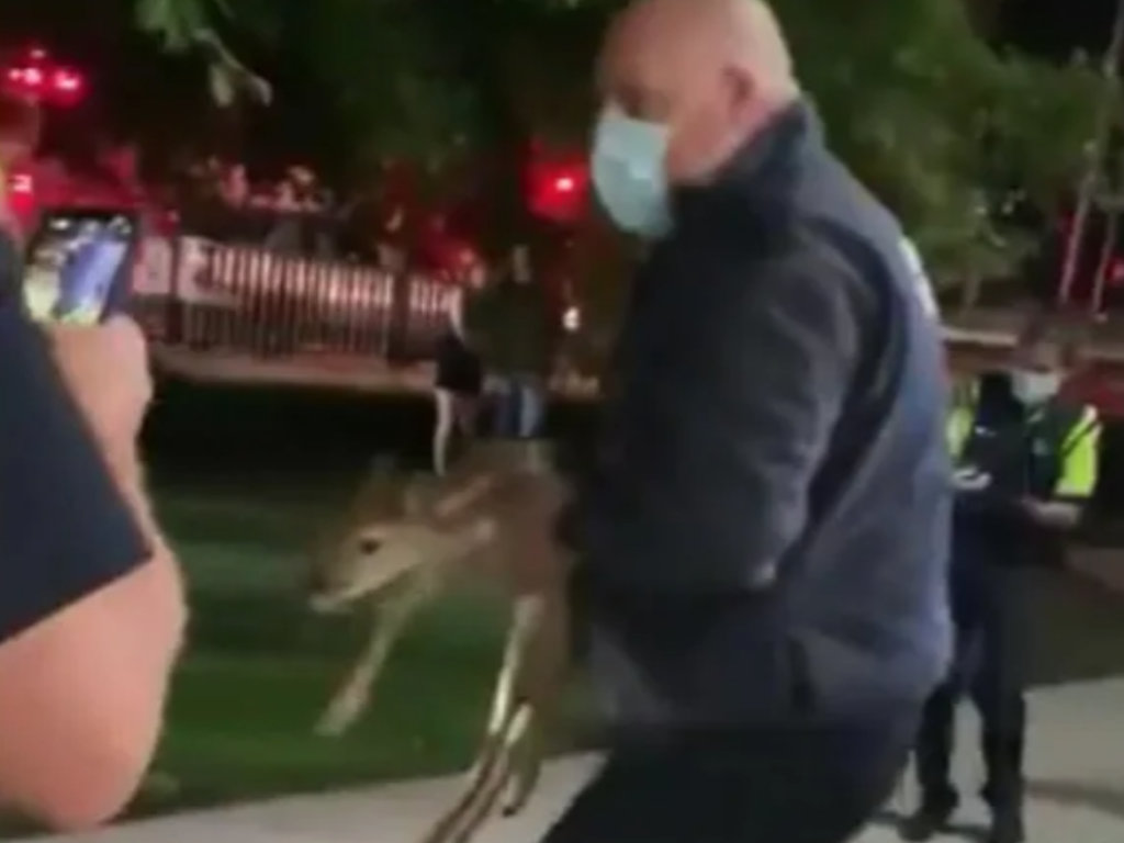 VIDEO: Buck You Go: Trapped Fawn Reunited With Mom