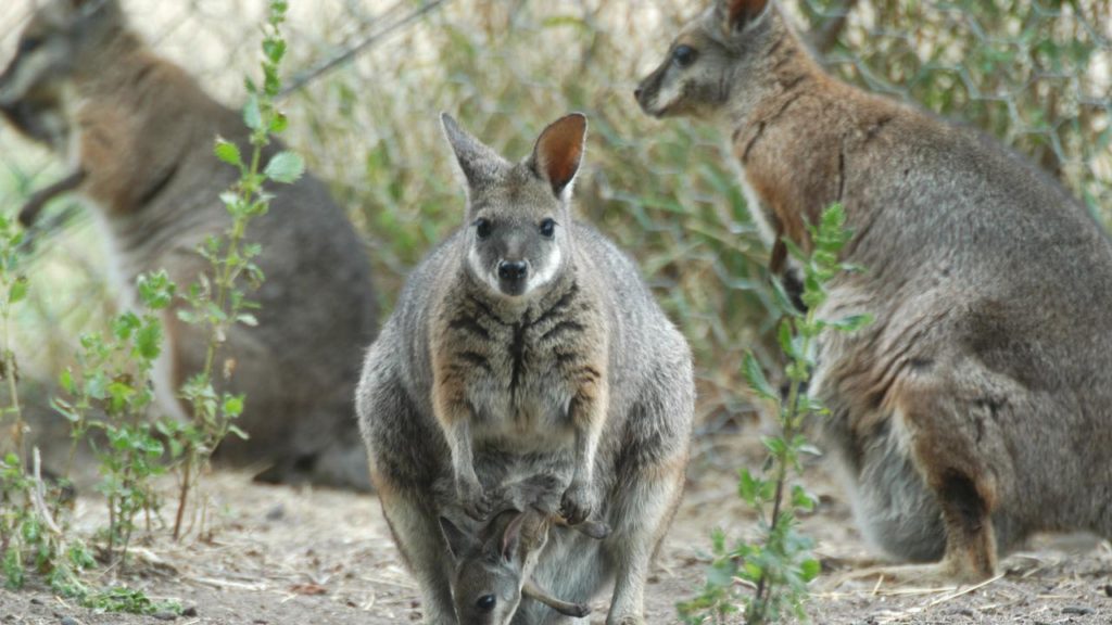 Australian Island State’s Golf Club Drops Wallaby Cull