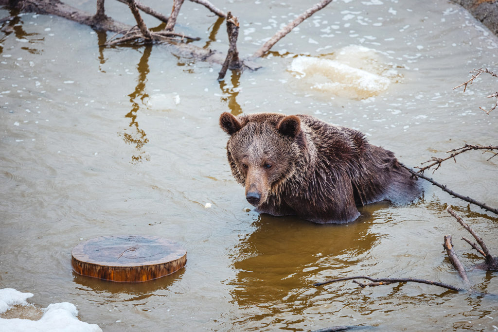 VIDEO: I Can Bear-ly Believe It: Rescued Circus Bear Wakes Up In Her Snowy Winter Wonderland