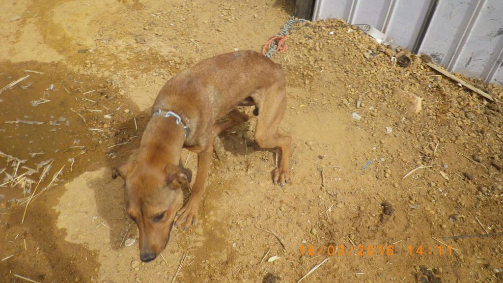 Abusers In Australia To Face Lifetime Pet Ownership Ban: New South Wales Bill