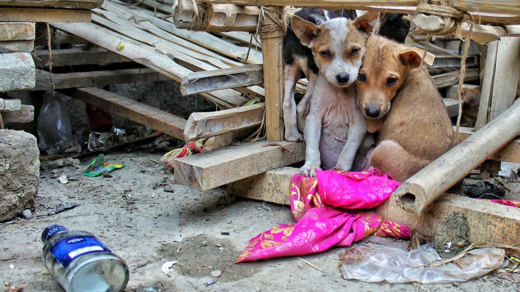 Animales abandonados llenan las calles mexicanas