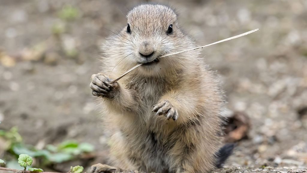 VIDEO: Prairie Dog Pups Born Underground Pop Up In Vienna Zoo