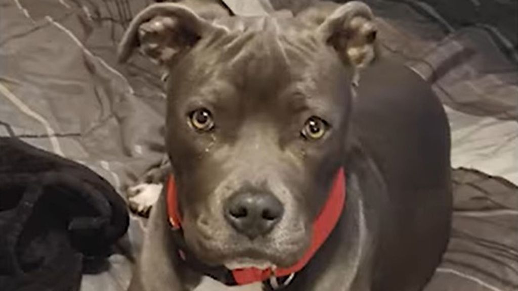 VIDEO: Dog Abducted on Tape: How Hijackers Mugged A Woman For Her Pet Dog