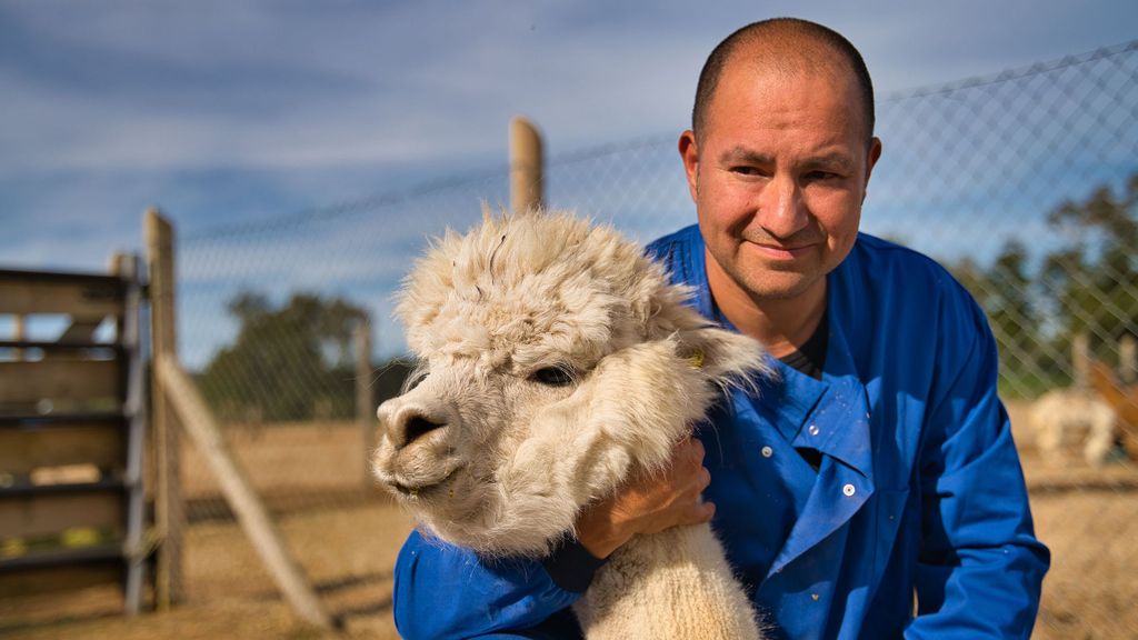 Anticuerpo de las alpacas podría neutralizar variantes de COVID