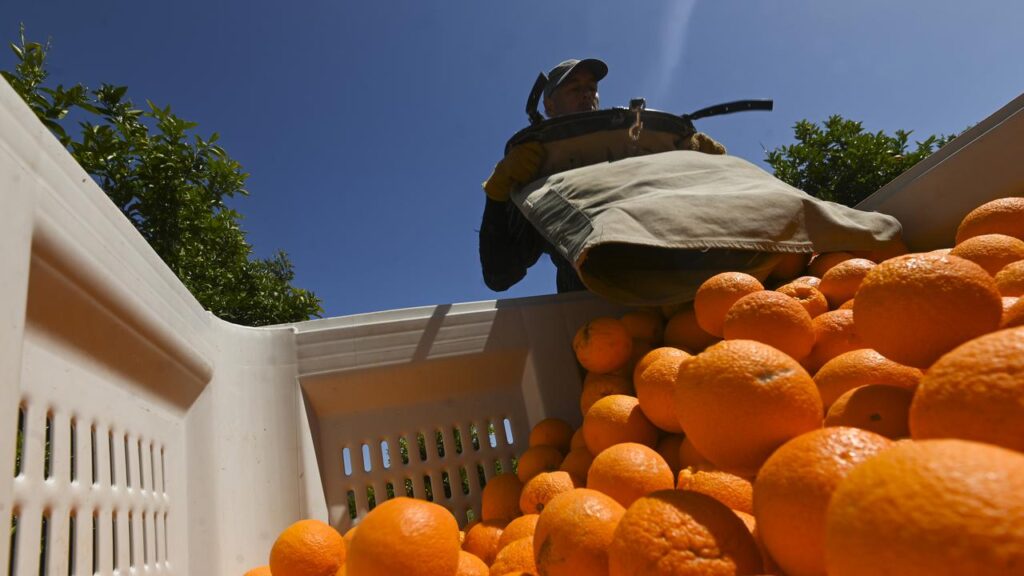 Australian Supermarket Giant Has Close To No Exploitation Complaints