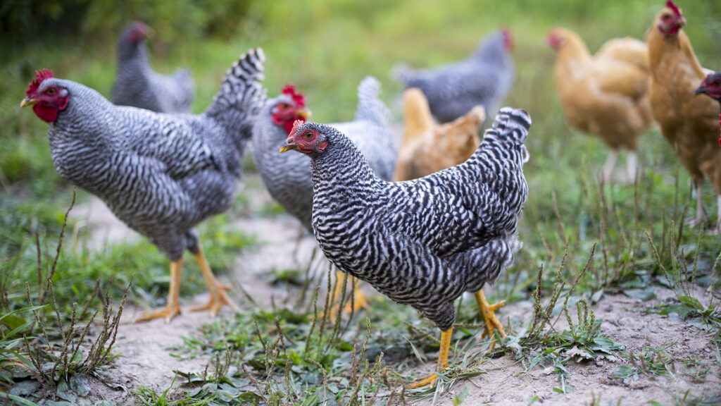 Year’s First Bird Flu Death Reported In Indian Capital Delhi