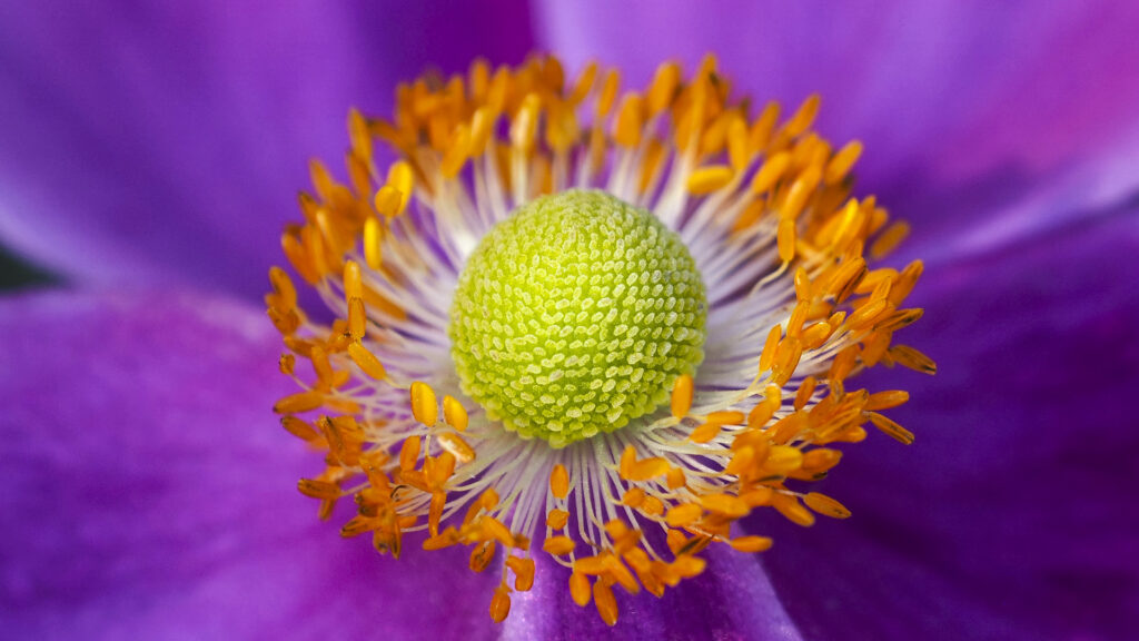 Common Floral Bacteria Can Induce Pollen Germination: Study