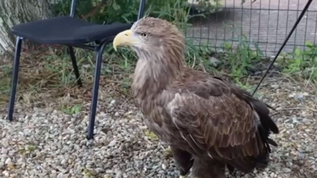 VIDEO: Foul Prey: Police Seize Beach Photographer Using Endangered Eagles For Tourist Snaps