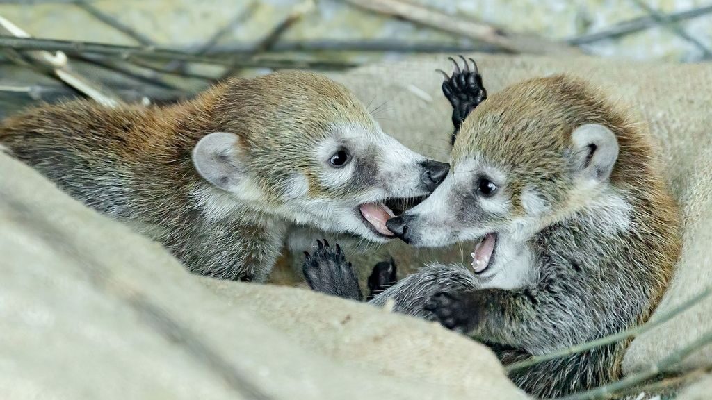 VÍDEO: Tan dulces como un caramelo: Lindas crías de coatí son un espectáculo