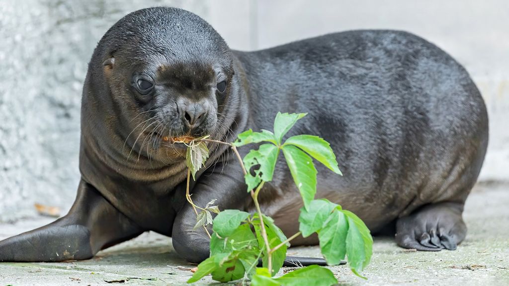 VIDEO: Seal-ed With A Kiss: Adorable Newborn Sea Lion Pup Plays With His Mom