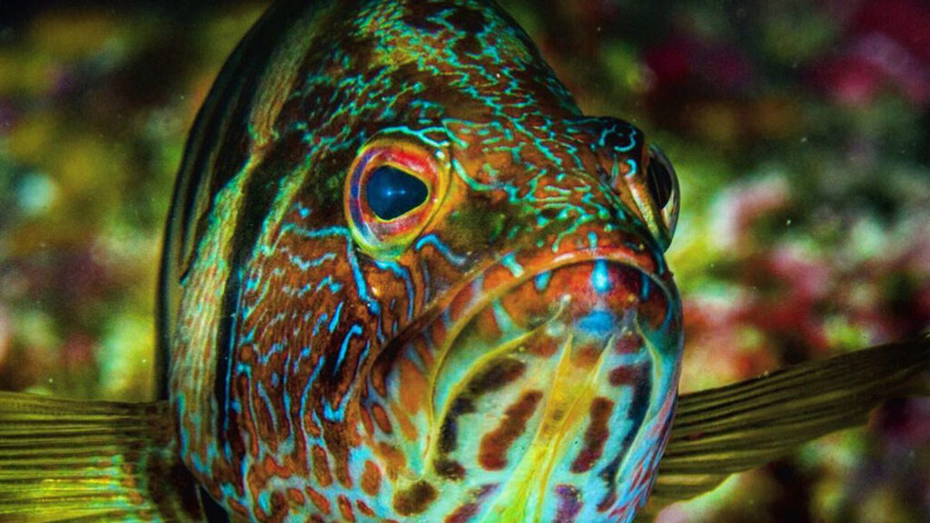 Sea Them While You Can: Photographer’s Tribute To Vanishing Ocean Habitats