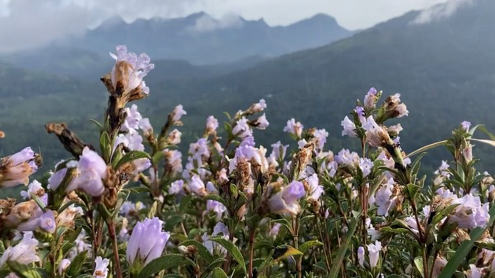Neelakurinji Flowers Blossom In India After 12 Years The Westside Gazette