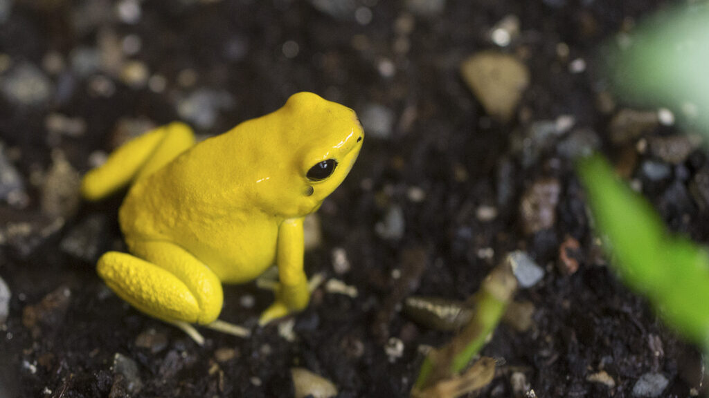 Toxic Shocker: Deadly Frogs Have Special Sponges To Stop Them Dying From Their Own Poison