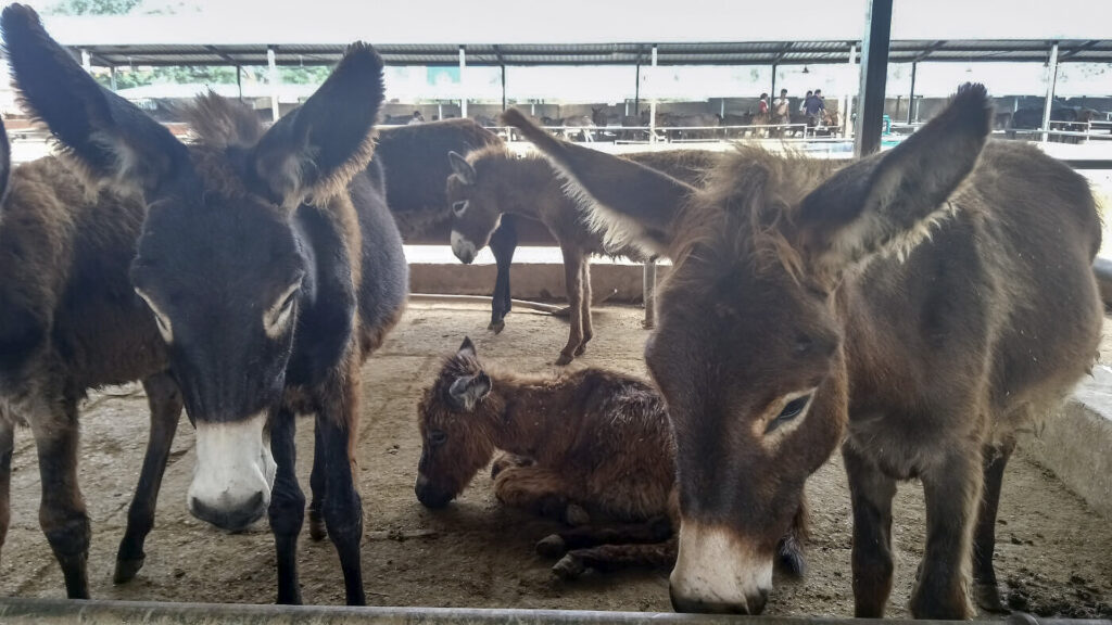 Ass Your Lot: Officials Shut Down Donkey Slaughterhouses