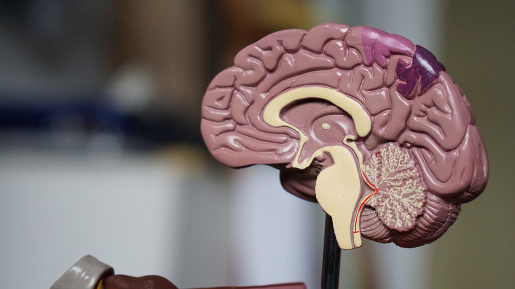Genome-Editing Strategy Developed For Potential Alzheimer’s Disease Therapy: Study