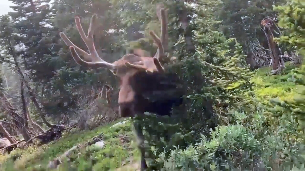 VIDEO: Highly Charged: Furious Moose Attacks Nature Lover
