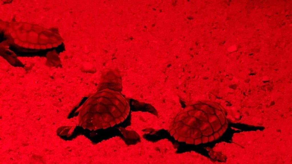 First Endangered Loggerhead Turtles Hatch On An Israeli Beach