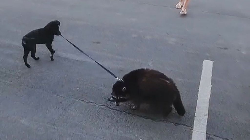 VIDEO: Fur Real? Roly-Poly Raccoon Gets Taken For Walks By Pet Pooch
