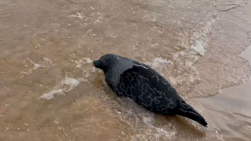 VIDEO: Seal Of Approval: 5 Ringed Seals Released Back Into The Wild In Russia