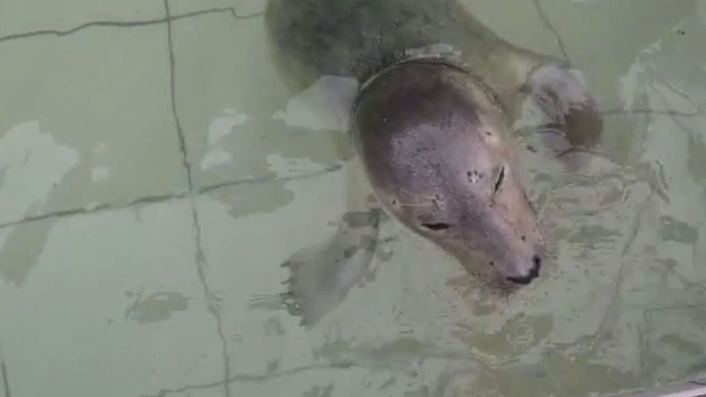 VIDEO: Close Run Fin: Rescued Seal Was Almost Beheaded By Fisherman’s Net