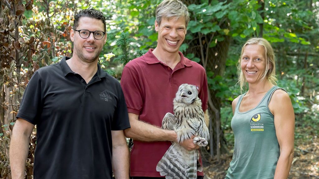 VIDEO: T’Wit To Woo: Rare Owl Released To Live Free And Find A Mate In The Wild