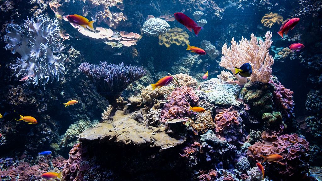 Corals Survive Heat With Bacterial Help: Study