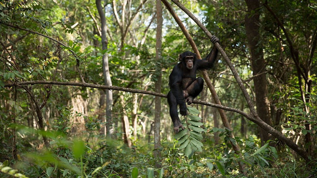 Having A Wingman Helps Male Chimps Find More Mates