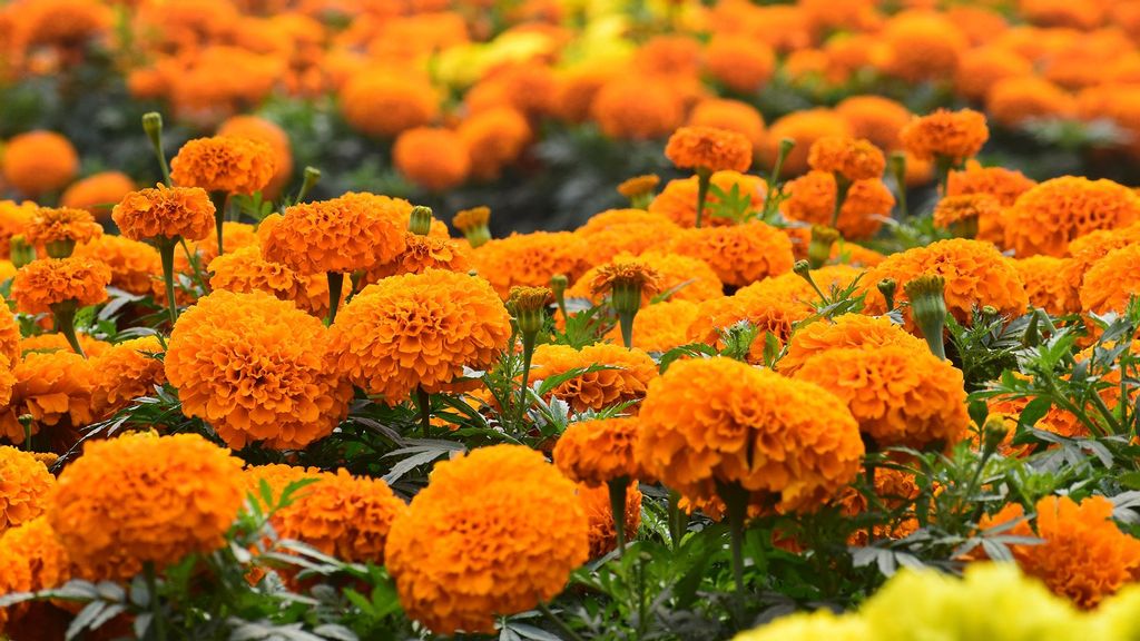 Move Over Imports: Bunch Of Friends Growing Native Marigolds For Festival In Indian State