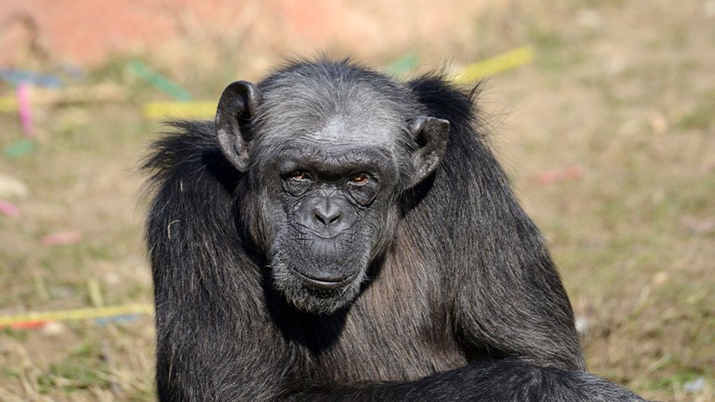 Olding Back The Tears: Heartbreak As Europe’s Oldest Chimp Dies