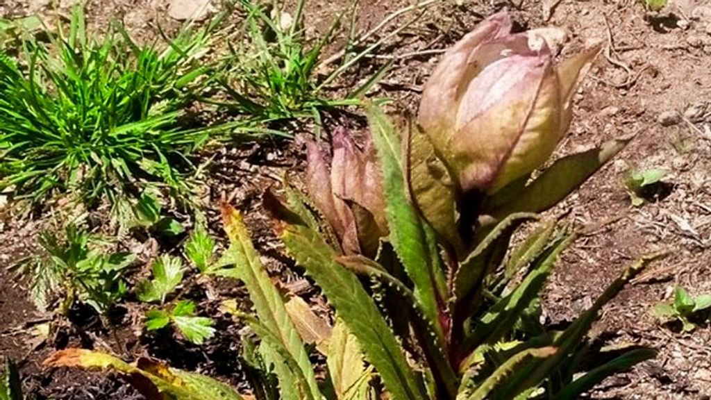 At 11,000 Feet, India Opens Herbal Park In Uttarakhand