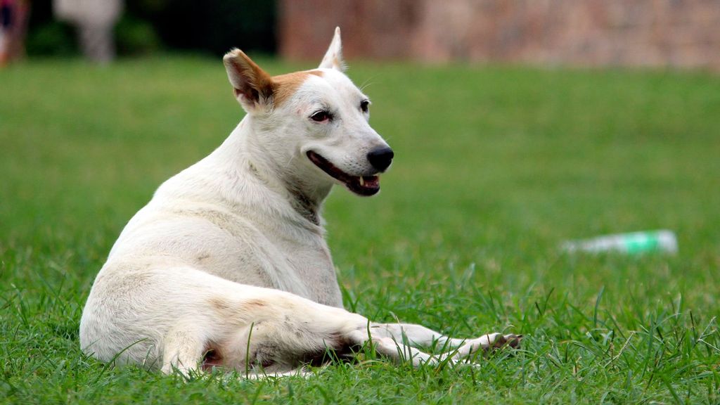 Doggies Bagged: Grisly Slaughter Of 300 Stray Dogs