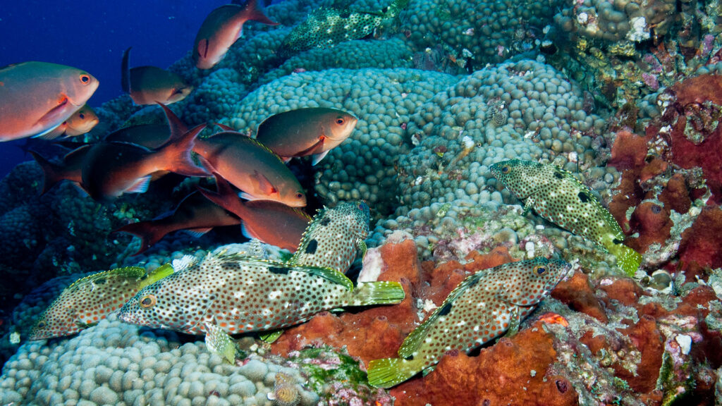 Study Suggests Venom Contributed To Formation Of New Fish, Insect Species