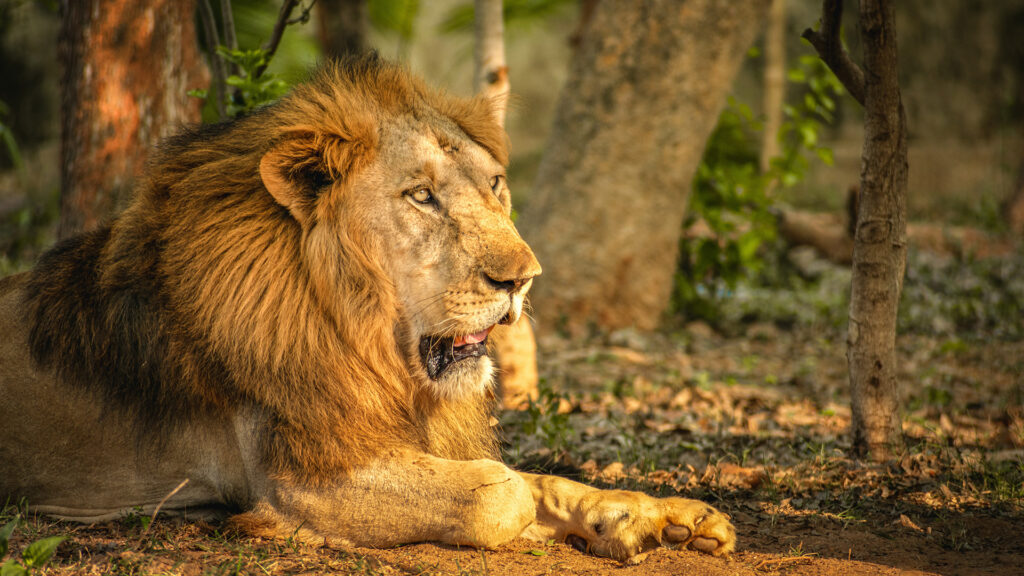 Indian Prime Minister Lauds Conservation Efforts, Notes Steady Increase In India’s Lion Population