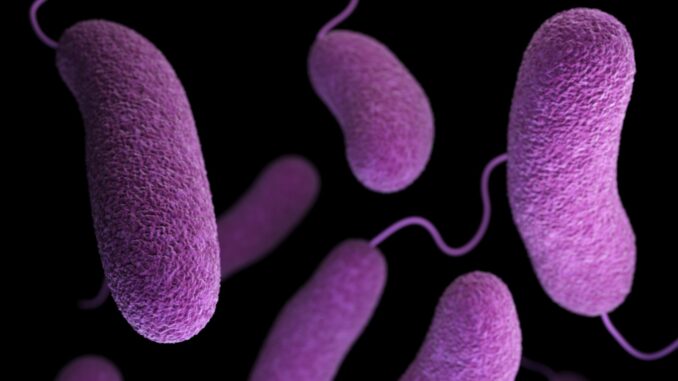 A computer-generated image of oblong-shaped “friendly” bacterium Vibrio parahaemolyticus, which is not harmful to humans. (CDC/Unsplash)