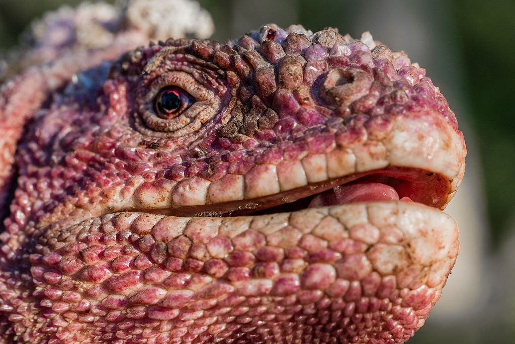 The pink land iguana is critically endangered, meaning it’s likely to go extinct soon unless human beings take extraordinary actions. The animal’s pink skin is the result of albino skin allowing its blood to show through. (Joshua Vela/Galápagos Conservancy/Zenger)
