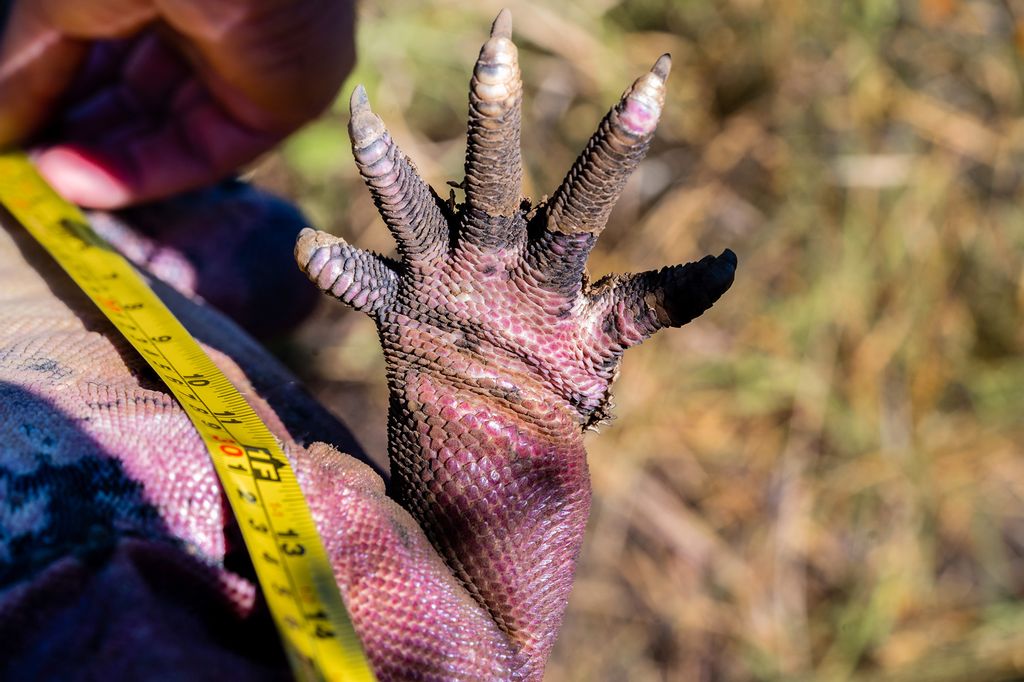 Scientists completed a 10-day catch-and-measure survey and were unable to spot any juvenile pink land iguanas among the population, suggesting that the species is on its way out. (Joshua Vela/Galápagos Conservancy/Zenger)