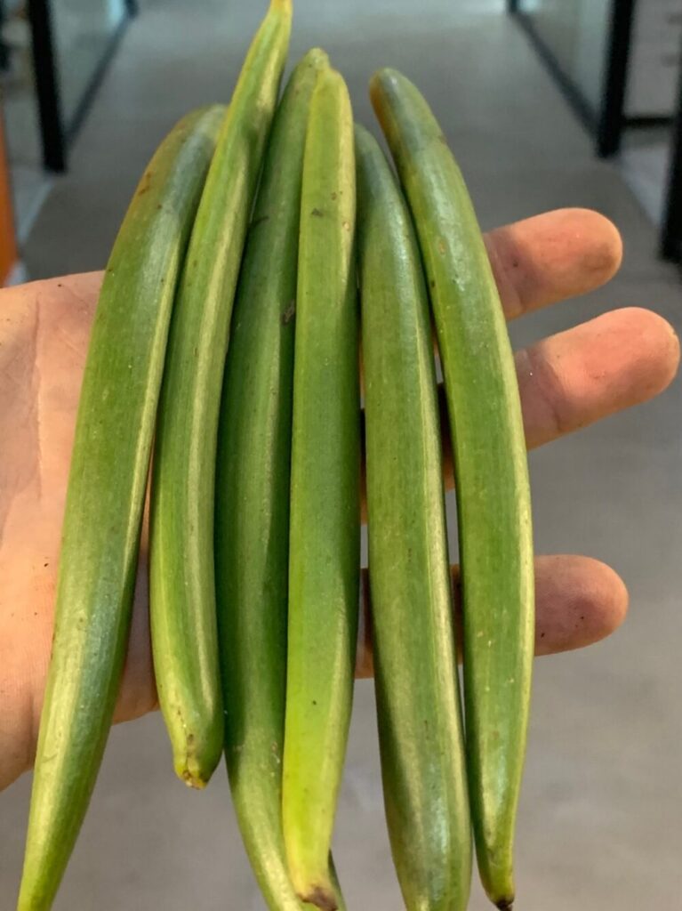 Vanilla beans harvested in May. (Vanilla Vida/Bar Cohen)