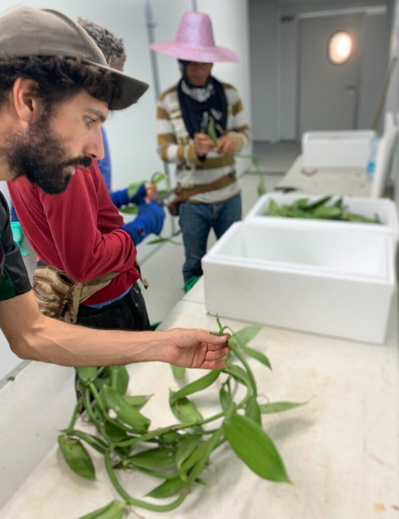 Seedling production facility in Yesod HaMaala. Vanilla Vida ships seedlings to different growing locations throughout Israel. (Vanilla Vida/Bar Cohen)
