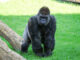 One of the gorillas celebrating a birthday at Bioparc Valencia in Spain. (Bioparc Valencia/Zenger)