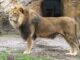 The lion known as Massino had a claw in his left eye for several days before a Wuppertal Zoo vet removed it. (Grune Zoo Wuppertal/Zenger)