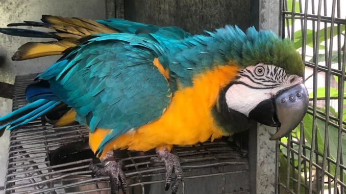 Max, a macaw, was fitted with a 3D-printed beak, in South Africa, in October, 2021. (Hyacinth Haven Bird Sanctuary/Zenger)