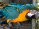 Max, a macaw, was fitted with a 3D-printed beak, in South Africa, in October, 2021. (Hyacinth Haven Bird Sanctuary/Zenger)