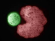 Shaped like Pac-Man, a Xenobot — a living robot made from embryonic frog cells — pushes cells into an assembly for replication. (Douglas Blackiston)