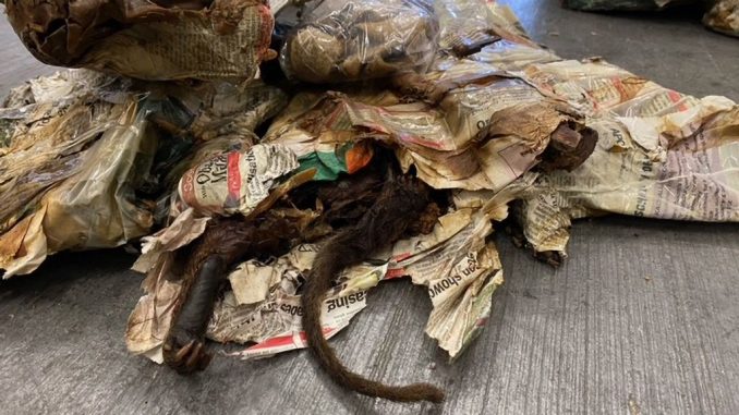German customs officials prevented a half-ton of decaying bushmeat from being smuggled in from Nigeria. (Main Customs Office Cologne/Zenger)