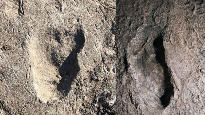 Photo of footprint at Site A at Laetoli (on left) and image of a cast of a footprint at Laetoli Site G (on right). Once thought to be a bear track, the Site A footprint is from an early hominid, according to researchers, though it isn't an australopithecus afarensis, which left footprints at Site G. The lengths of the Laetoli A and G footprints are similar, but there are differences in the forefoot width, with the former being wider. (Image on left by Jeremy DeSilva and on right by Eli Burakian/Dartmouth University)