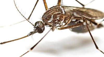Department of Health – Broward Advises on Mosquito Control
