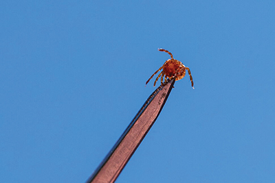 What Is Alpha-Gal Syndrome? How a Tick Bite Can Cause a Red Meat and Dairy Allergy